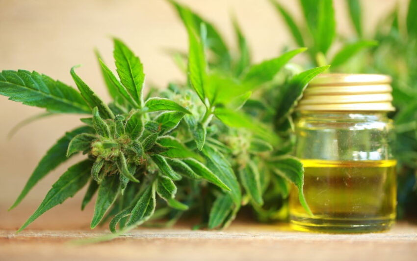 cannabis oil and hemp
