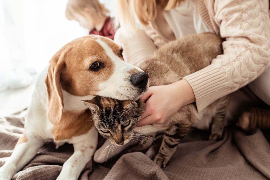 CBG Oil for Dogs and Cats
