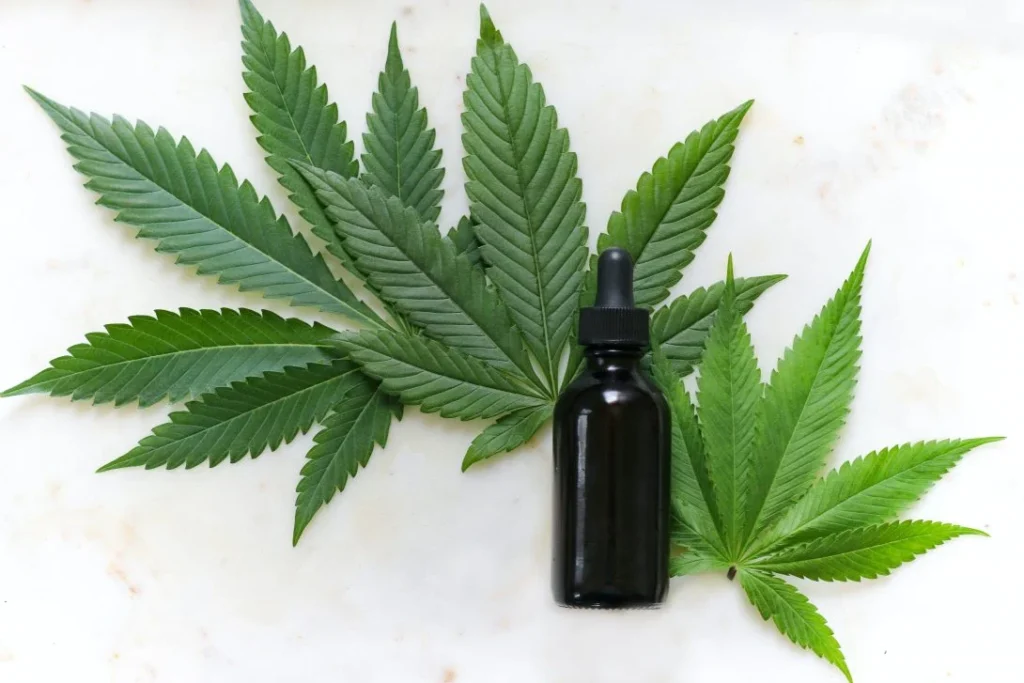 CBD Oil and the Gut-Brain Connection