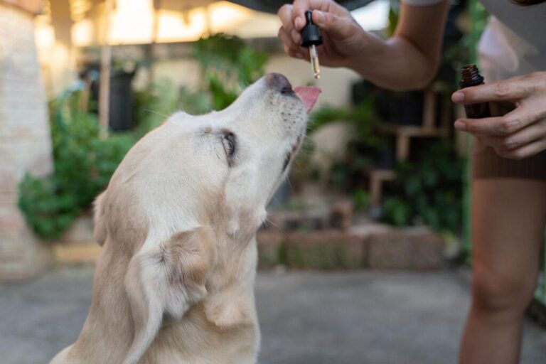 CBD Oil for Pets in Arizona